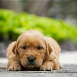 Nina - Dark golden female Golden Retriever puppy in Saint Joe, Indiana from Golden Acres Farm