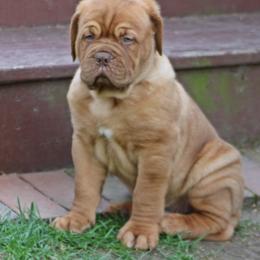 Silver - Fawn male Dogue de Bordeaux puppy in Attelboro, Massachusetts from HOT DIGGITY DDB