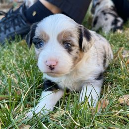 Oliver - Blue merle male Miniature Australian Shepherd puppy in Colorado Springs, Colorado from Fuzy Butts Mini & Toy Aussies