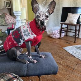 Roo - Slate male Chinese Crested puppy in Henderson, North Carolina from Western Kentucky Chihuahua’s and Chinese Crested’s