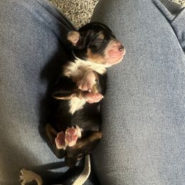 Rose - Tri-color female Bernedoodle puppy in Yuba City, California from Ranch House Doodles
