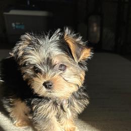Yorkshire Terrier Puppies from Kruz Kennels