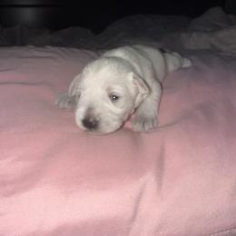 Girl 2 - White female Miniature Schnauzer puppy in Watauga, Texas from Sissy’s Schnauzers