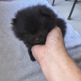 Black boy 1 - Black parti male Pomeranian puppy in Tabor City, North Carolina from Southern Palmetto Pomeranians