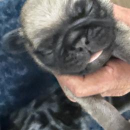 Fawn Male is growing fast. Chubby. - Fawn male Pug puppy in Saugus, Massachusetts from Pug Puppies of Boston