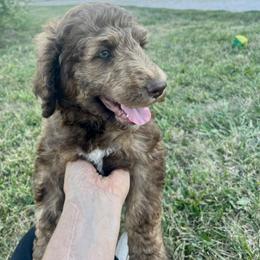 Poodle Puppies from Legacy Farms Standard Poodles
