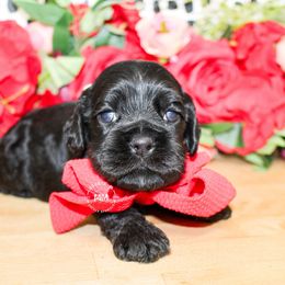 Benji - Black male Cocker Spaniel puppy in Rattan, Oklahoma from Double M Cocker Spaniels