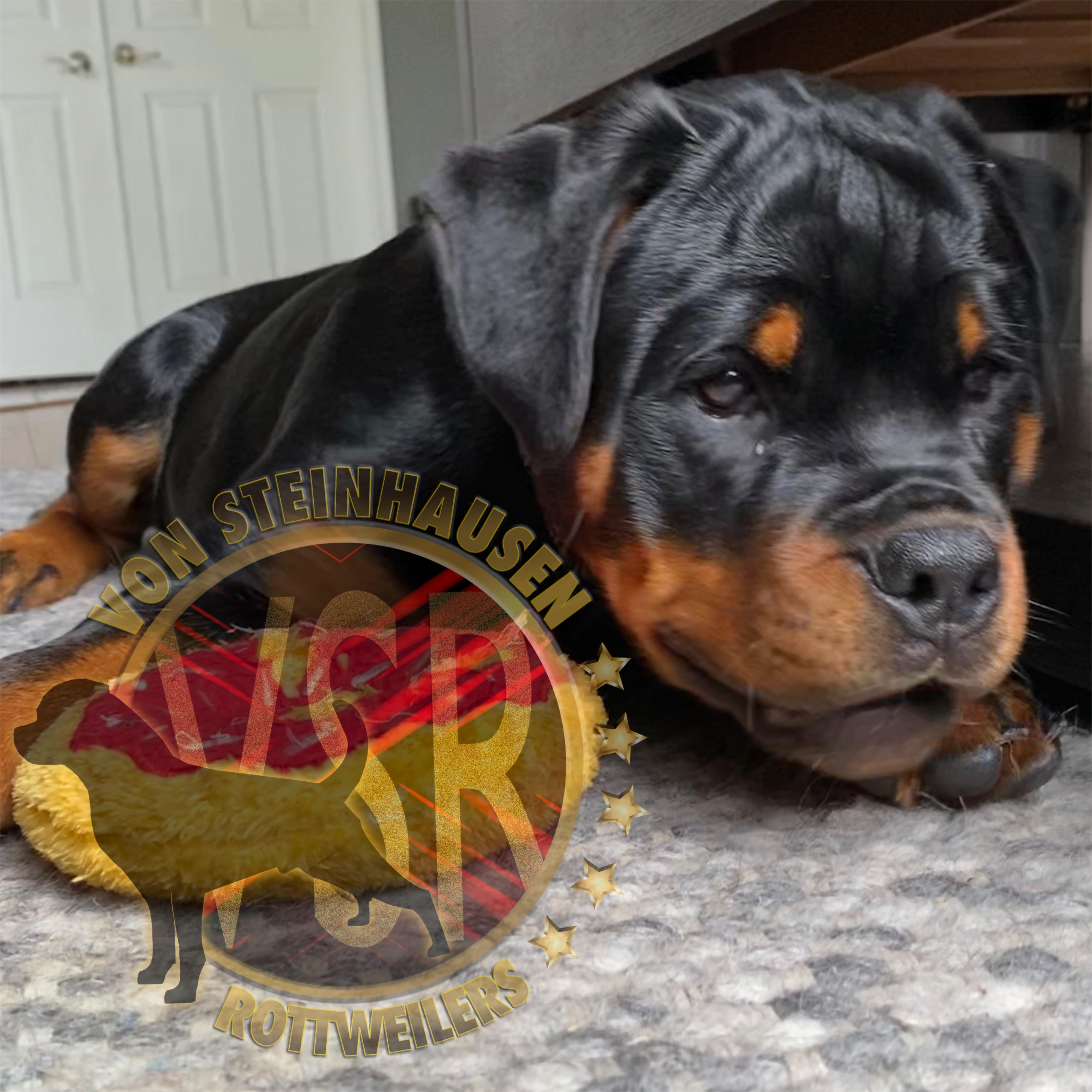 Emperor Rottweilers Von Steinhausen Rottweilers in Pennsylvania | Rottweiler puppies | Good Dog