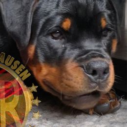 Rottweilers from Von Steinhausen Rottweilers