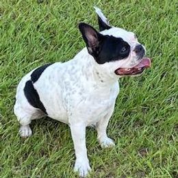 Duchess - French Bulldog