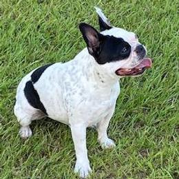 Duchess - French Bulldog