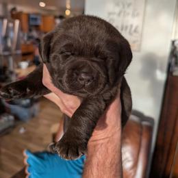 Chocolate Female - Chocolate female Labrador Retriever puppy in Priest River, Idaho from Lazy Daisy Labs