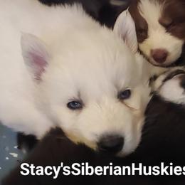 Tony - White male Siberian Husky puppy in Savannah, Georgia from Stacy's Siberian Huskies
