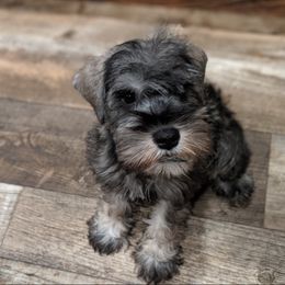 Miniature Schnauzer Puppies from A'Lord dog grooming