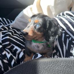 Dachshund and French Bulldog Puppies from Trust Fund Devil Kennel