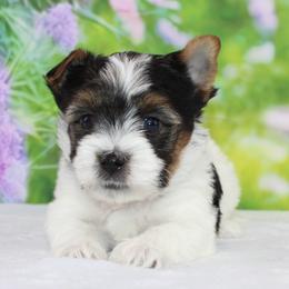 Jacob 3750 - Black tan and white male Biewer Terrier puppy in Ambrose, Georgia from Southern Star Biewer Terriers