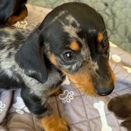 Barry - Dapple male Dachshund puppy in Shawnee, Oklahoma from Magic Eagle Miniature Dachshunds