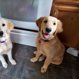 Golden Retriever Puppies from Honey Goldens