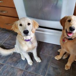 Golden Retriever Puppies from Honey Goldens