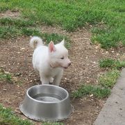 Sporty Mix Puppies from Eternal Symmetry