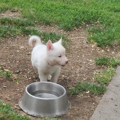Sporty Mix Puppies from Eternal Symmetry