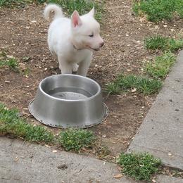 Sporty Mix Puppies from Eternal Symmetry