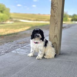 F1B Meet Addie :) - Black and white female Cavapoo puppy in Centerville, Iowa from Barnyard Dachshunds, Dals & Doodles