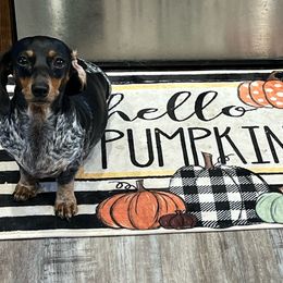 Willadale - Dachshund