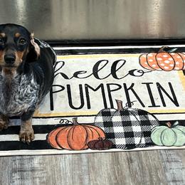 Willadale - Dachshund