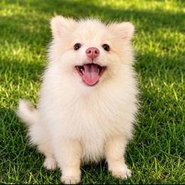 Kinsley - White female Pomsky puppy in Amarillo, Texas from Pom Pom Pomskies