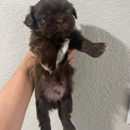 Shih Tzu Puppies from Hand Raised Shih Tzu’s