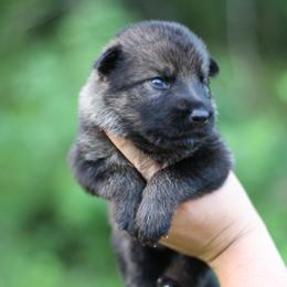 6th choice - Sable male German Shepherd puppy in Lucasville, Ohio from Trusting Hearts Kennel