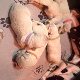 Girl 4 - Golden Retriever puppy in Moses Lake, Washington from Mae Valley Sweethearts Golden Retrievers