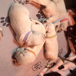 Girl 4 - Golden Retriever puppy in Moses Lake, Washington from Mae Valley Sweethearts Golden Retrievers