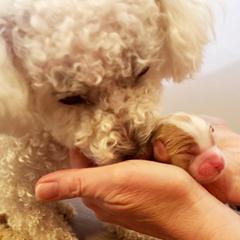 Cavachon, Cavalier King Charles Spaniel, and Cavapoo Puppies from LierChonPoo