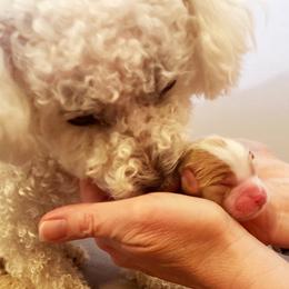Cavachon, Cavalier King Charles Spaniel, and Cavapoo Puppies from LierChonPoo