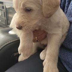Labradoodle Puppies from Allandale Acres