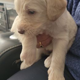 Labradoodle Puppies from Allandale Acres