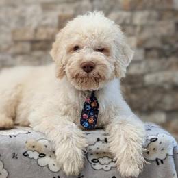Riggs - White male Lagotto Romagnolo puppy in West Jordan, Utah from Salt Lake Lagotto