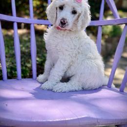 Girl 1 - Cream female Poodle puppy in Houston, Texas from McEnery Standard Poodles