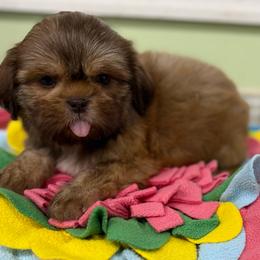River - Red male Shih Tzu puppy in Stafford, Virginia from Bayview Pups