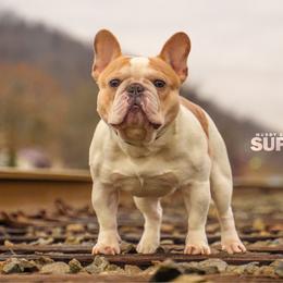 Supreme - French Bulldog