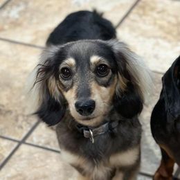 Dachshunds and Great Danes from Bellator Danes & Mini Dachshunds