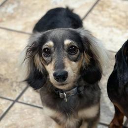 Dachshunds and Great Danes from Bellator Danes & Mini Dachshunds