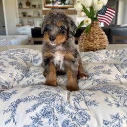 Blue Collar - Merle male Bernedoodle puppy in Indiahoma, Oklahoma from Farm Fresh Doodles