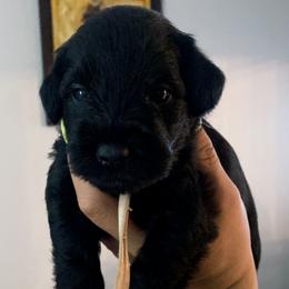 White - Black male Miniature Schnauzer puppy in Lehigh Acres, Florida from Regency Schnauzer