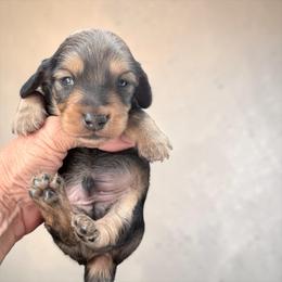 AKC Ch Sired Shaded Cream Male - Cream male Dachshund puppy in Medina, Ohio from STORIED DOXIES