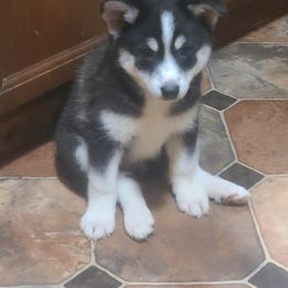 Pomsky Puppies from Ultimate Pomskies LLC