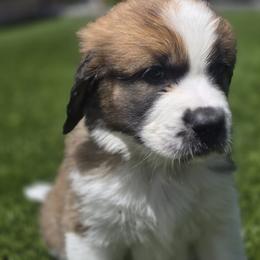 Boy 5 - male Saint Berdoodle puppy in Menifee, California from Royal Saint Bernards