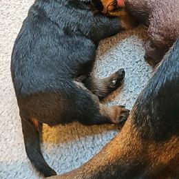 Barbie Vom Hause Pragacz aka futere Champ - Black and mahogany female Rottweiler puppy in Bartonsville, Pennsylvania from Karol's Rottweilers